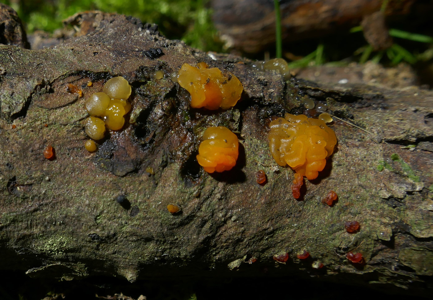 Photo © Jackie Ewan Dacrymyces stillatus by Jackie Ewan